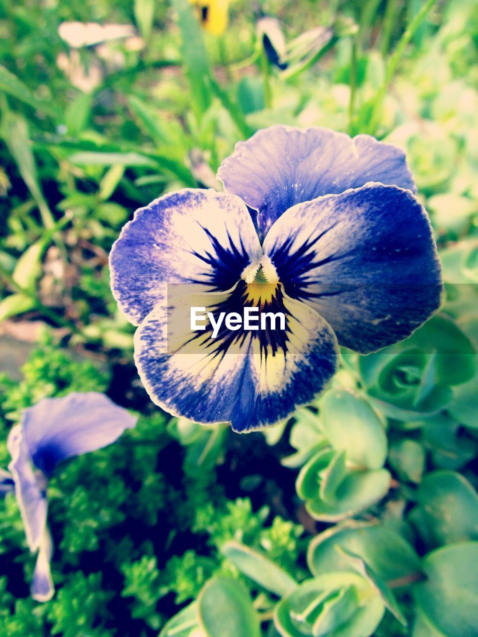 CLOSE-UP OF PURPLE FLOWERS BLOOMING OUTDOORS