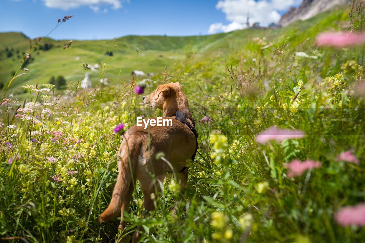 Dog in blooming  meadow 