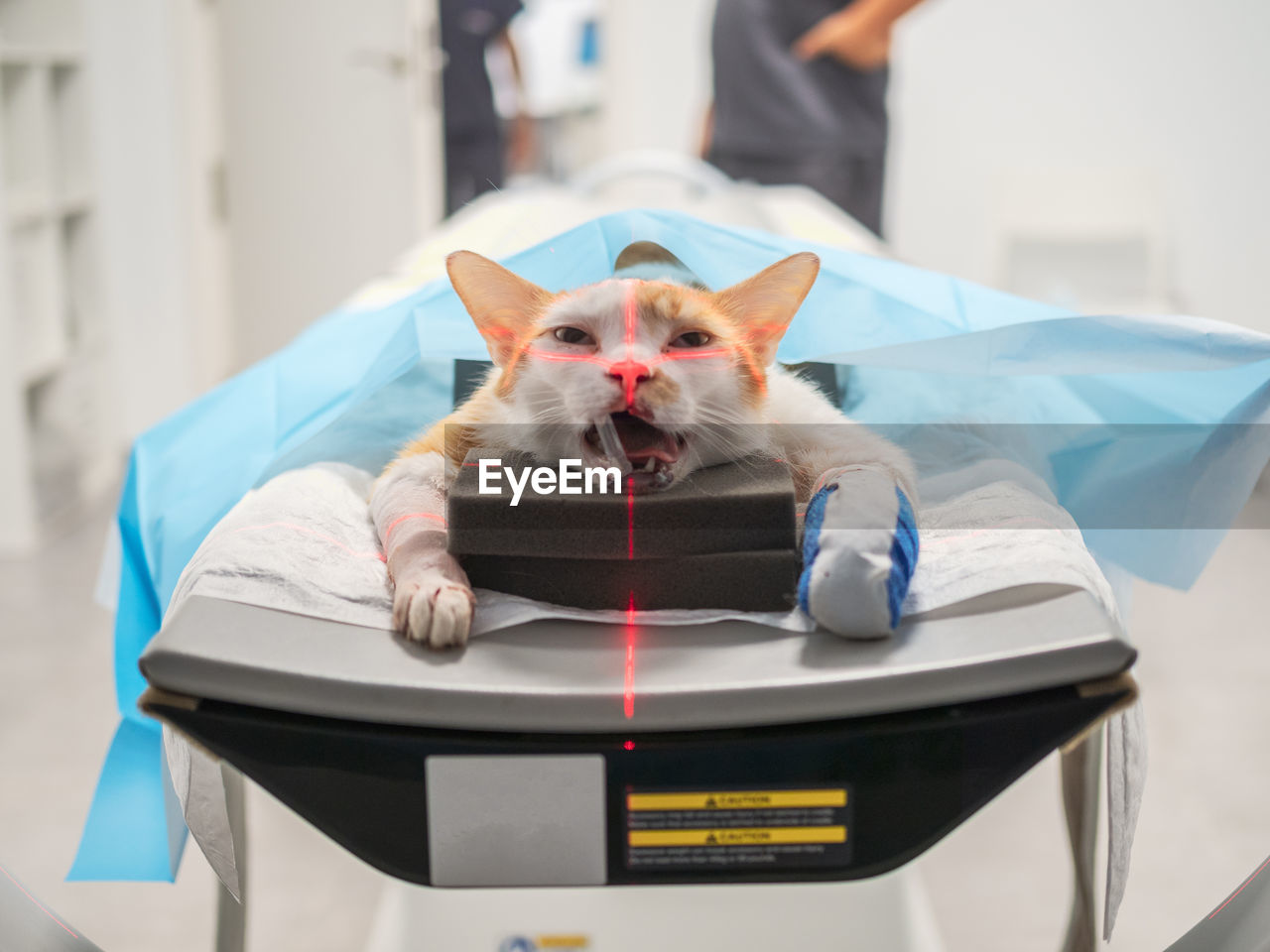Cat with injured paw lying on table scanning in mri equipment in veterinary clinic