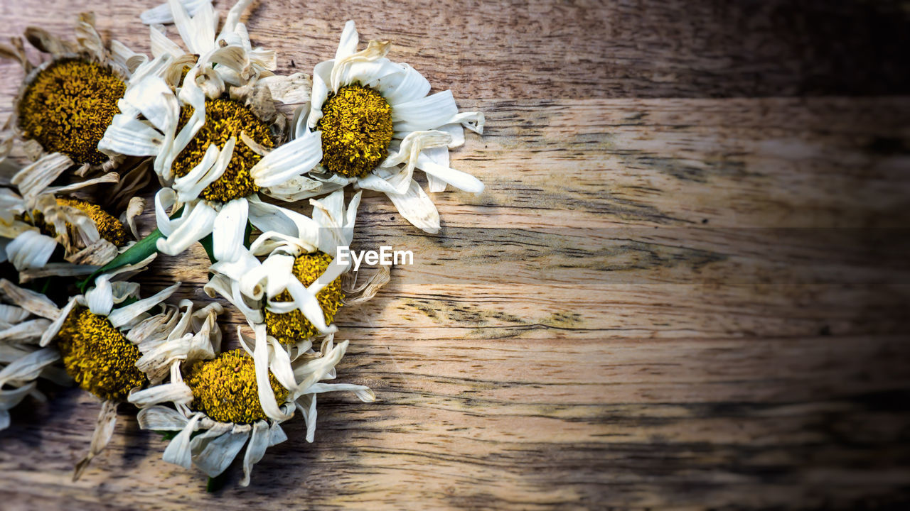 High angle view of dried white flowers on table