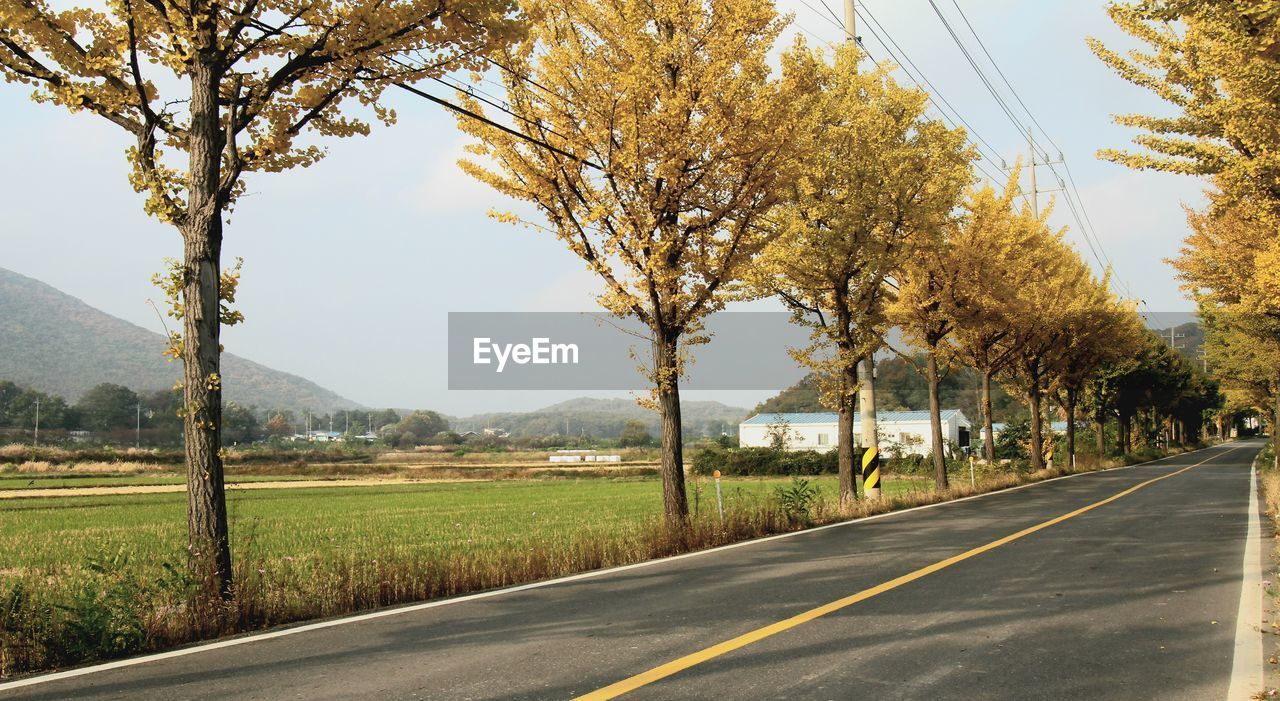 ROAD AMIDST TREES AGAINST SKY