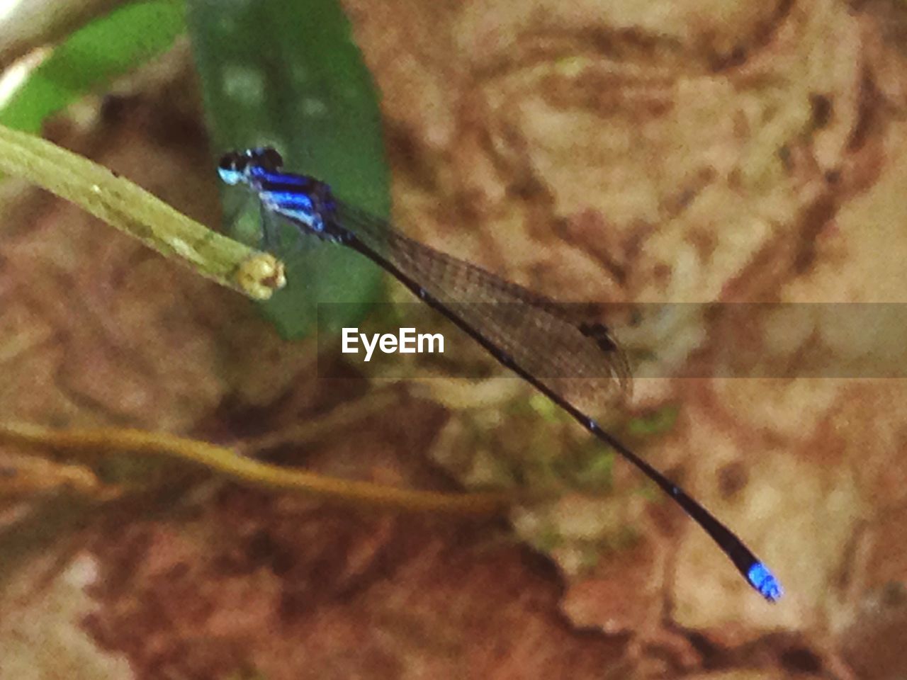 CLOSE-UP OF DAMSELFLY ON BLUE