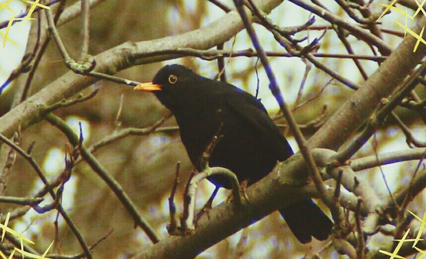 BIRDS PERCHING ON TREE