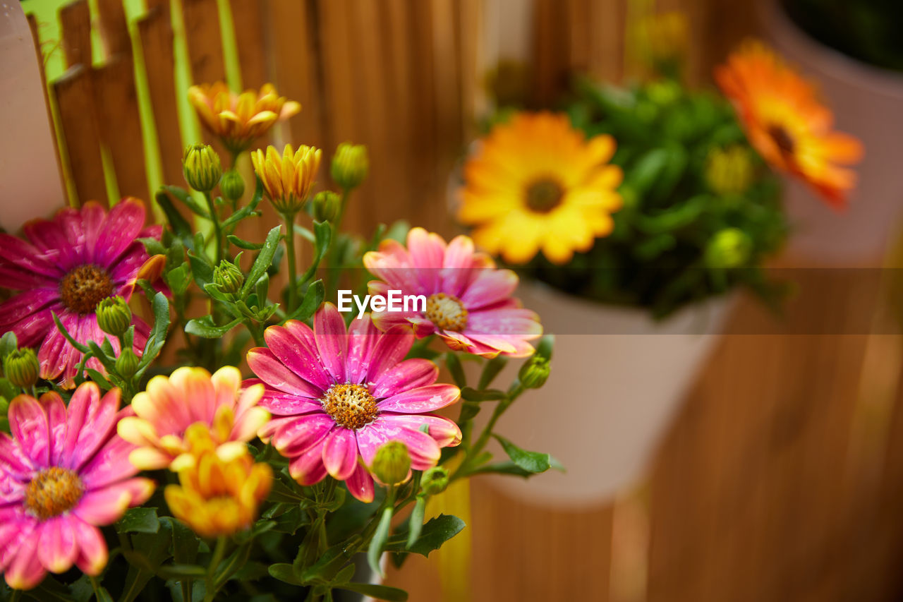 flower, flowering plant, plant, freshness, beauty in nature, floristry, yellow, nature, flower head, pink, fragility, close-up, floral design, no people, multi colored, bouquet, flower arrangement, inflorescence, petal, indoors, selective focus, arrangement, growth, focus on foreground, vibrant color, decoration