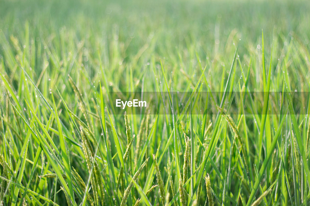 FULL FRAME SHOT OF FRESH CROP FIELD