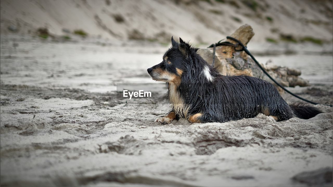 CLOSE-UP OF DOG ON SANDY BEACH