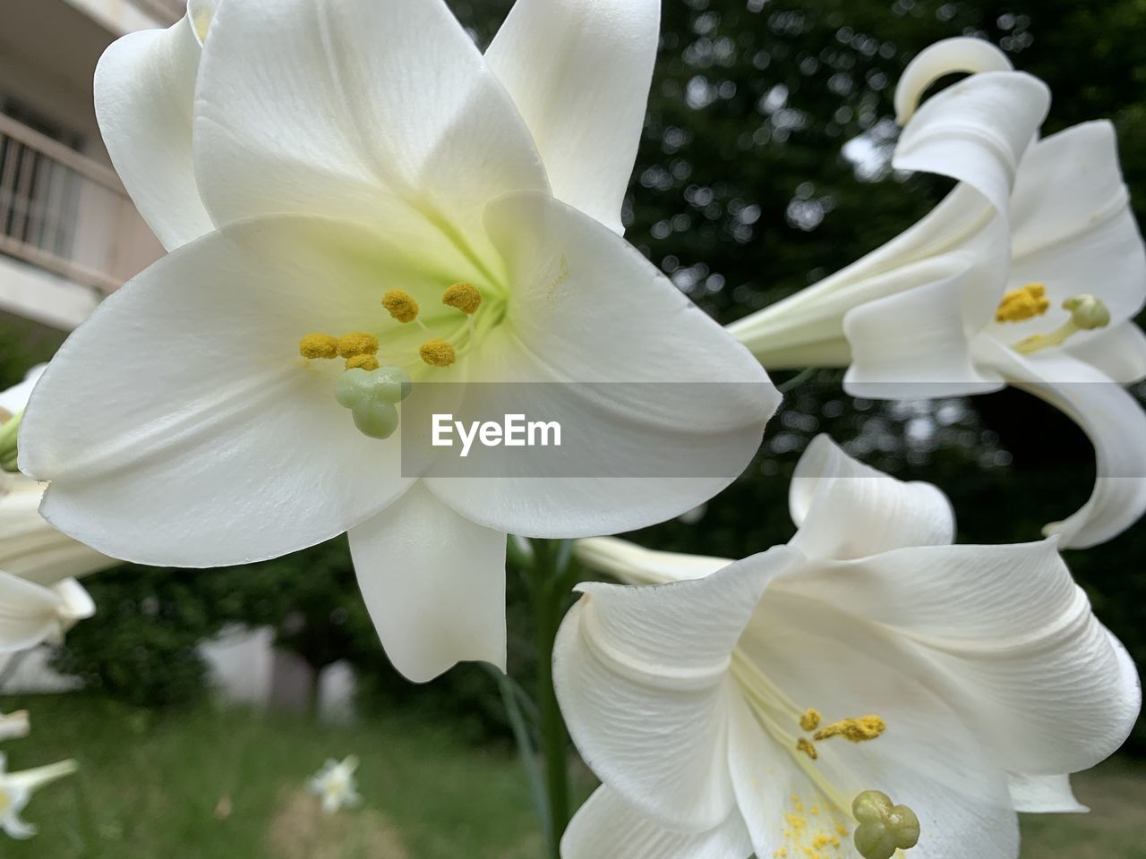 Close-up of white flowering plants