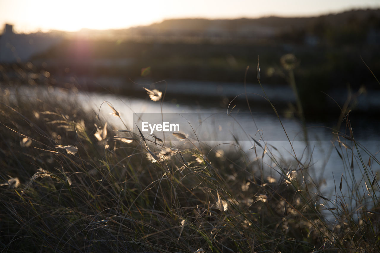 Grass growing on field against sky during sunset