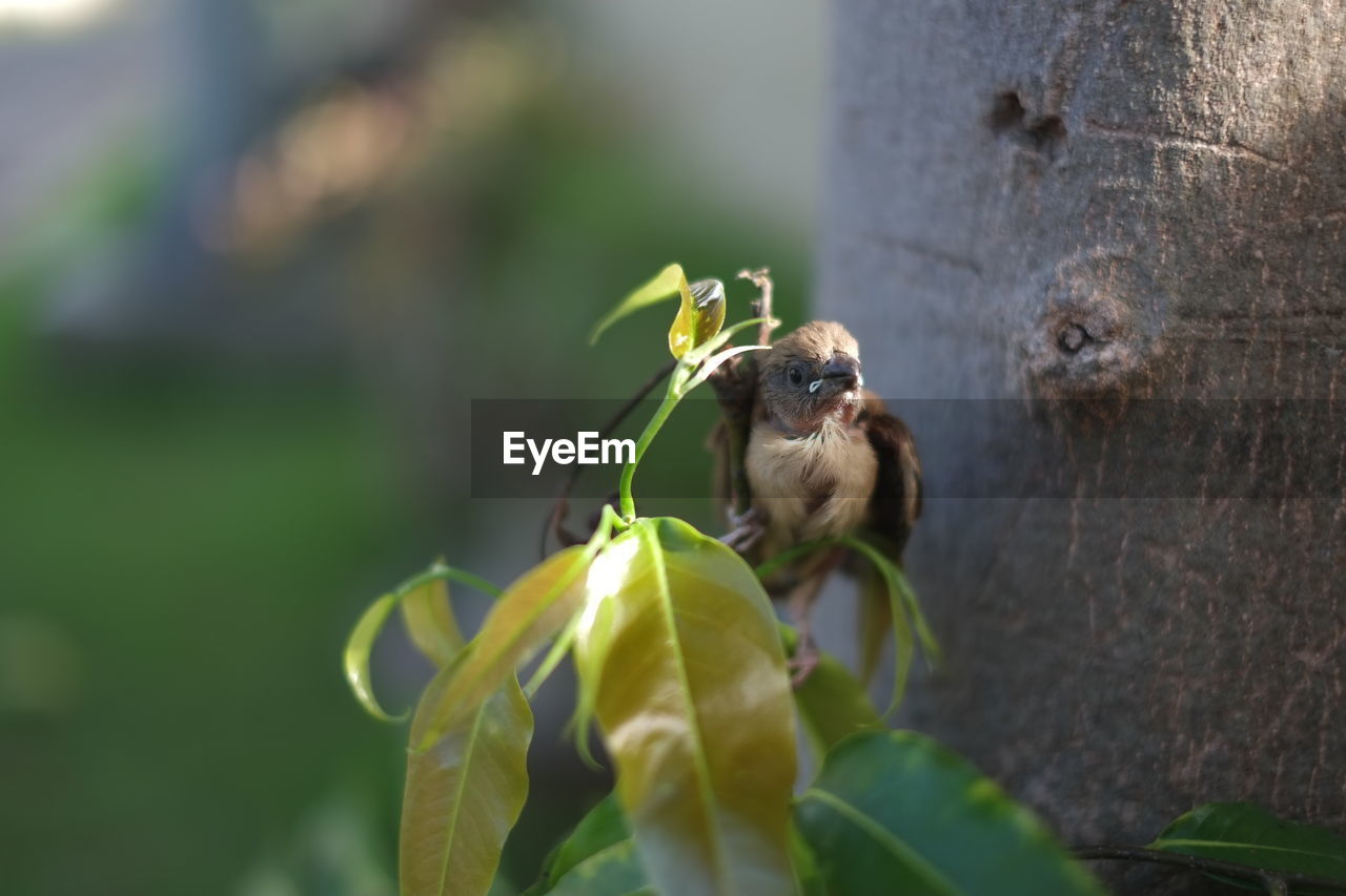 animal themes, nature, animal, animal wildlife, green, yellow, wildlife, insect, plant, flower, one animal, macro photography, bee, close-up, no people, focus on foreground, day, leaf, beauty in nature, outdoors, plant part, growth, tree, selective focus, branch, food