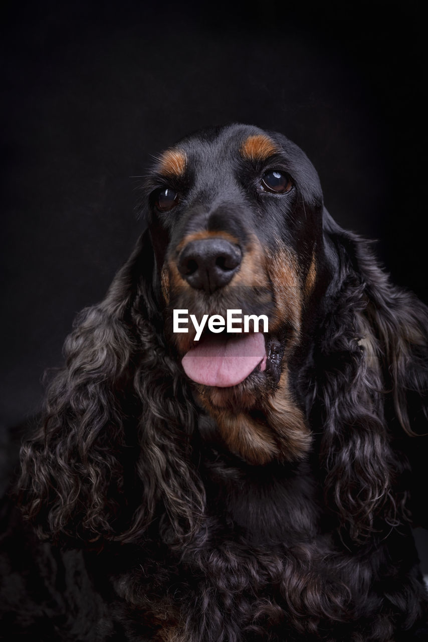 close-up portrait of dog against black background