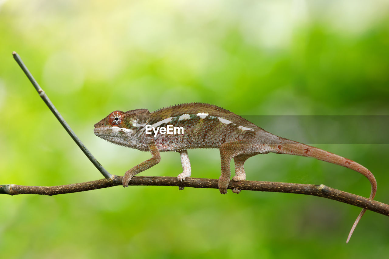 CLOSE-UP OF A LIZARD ON A TREE