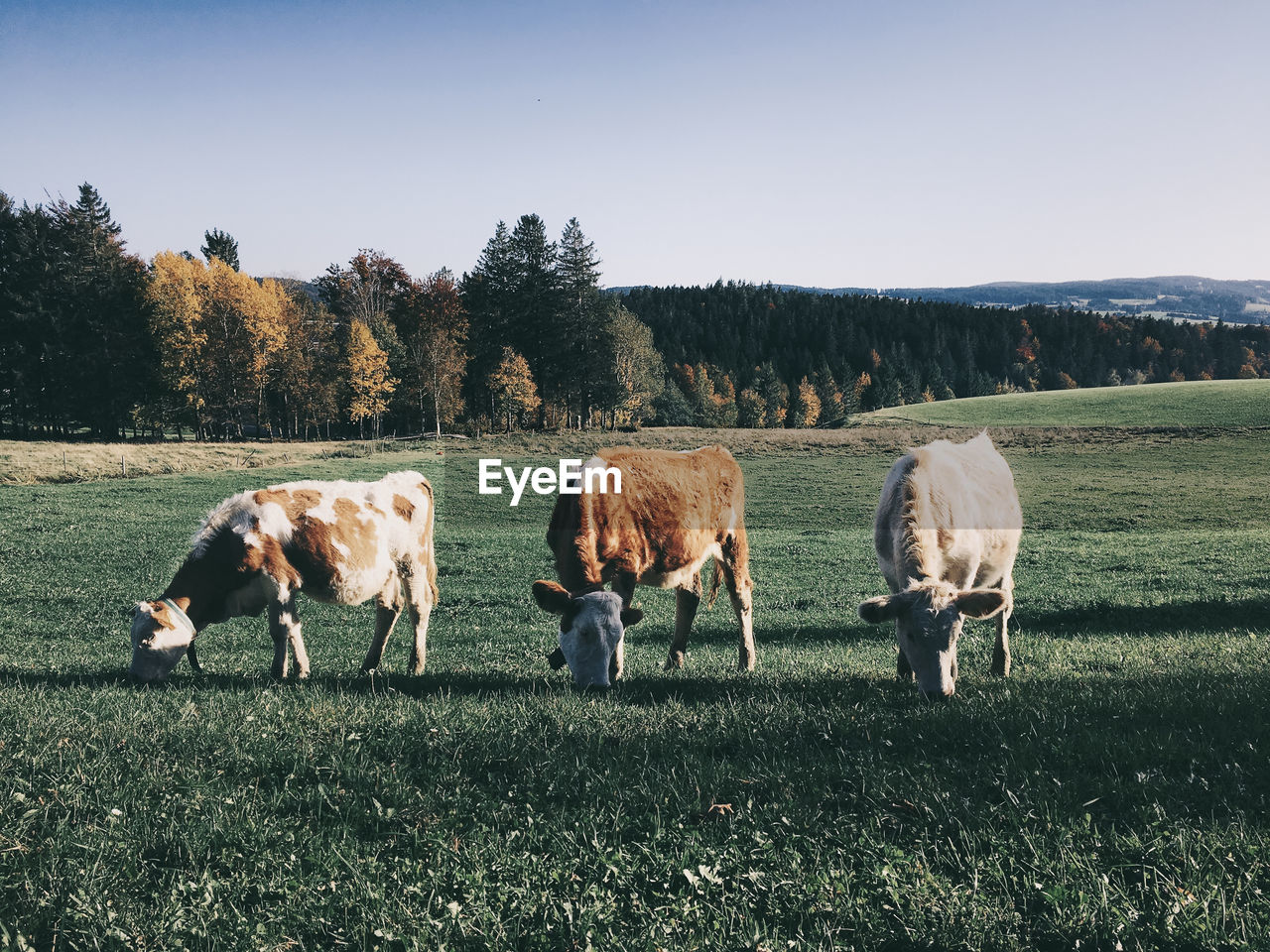 Cattle grazing on field against sky