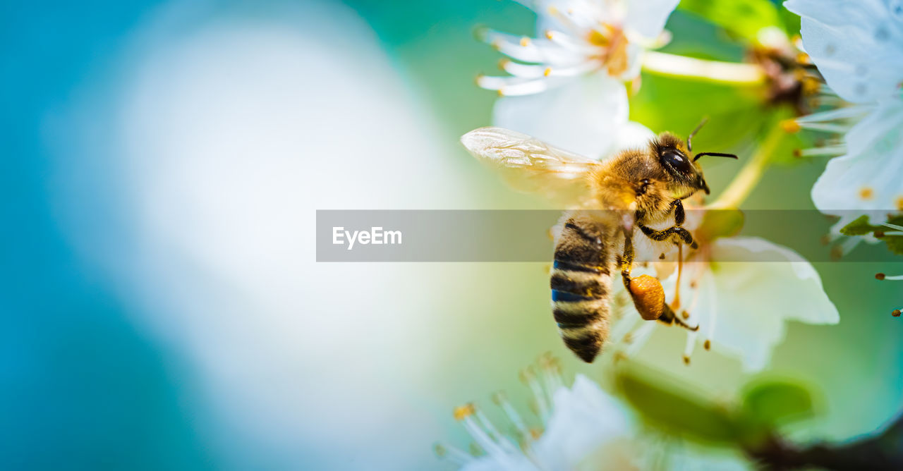 Closeup of a honey bee gathering nectar and spreading pollen on white flowers on cherry tree. 