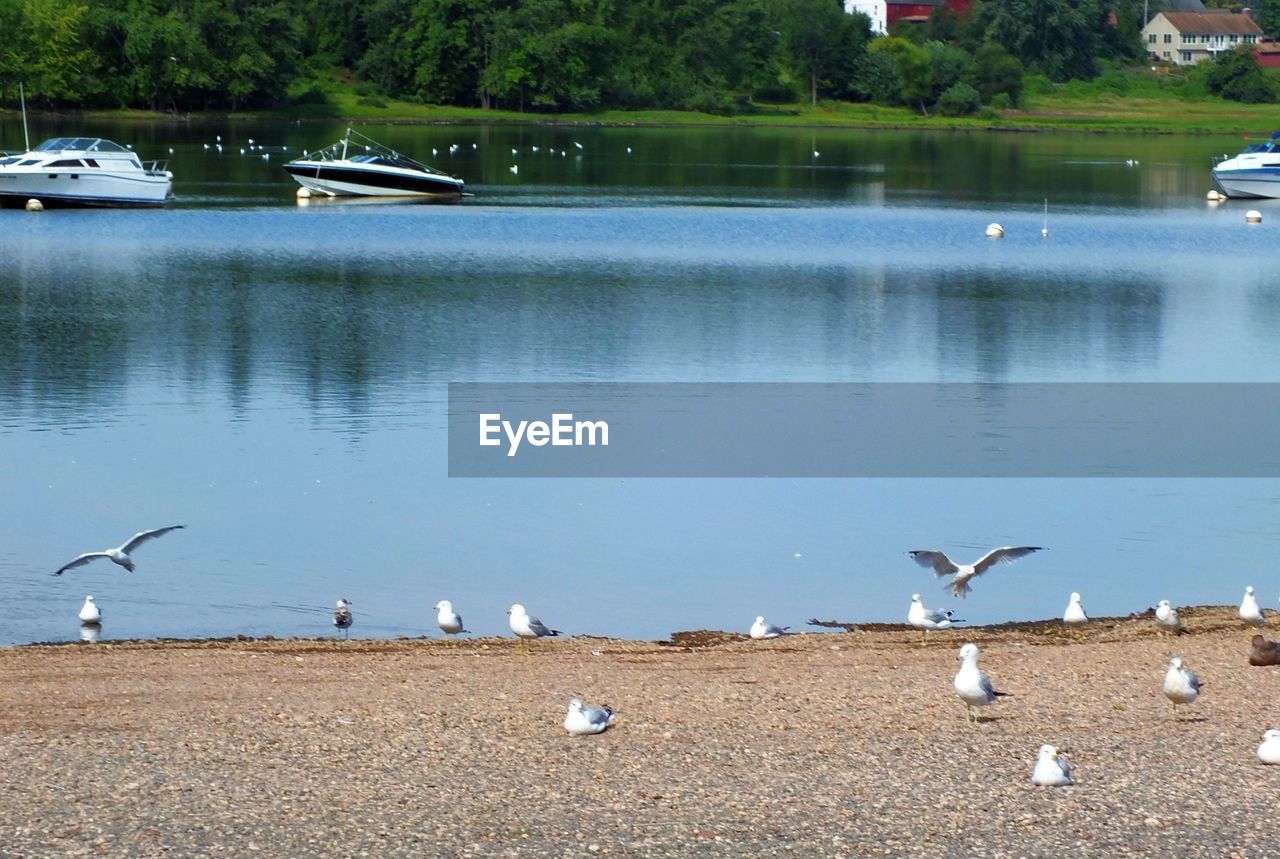 BIRDS FLYING OVER THE LAKE