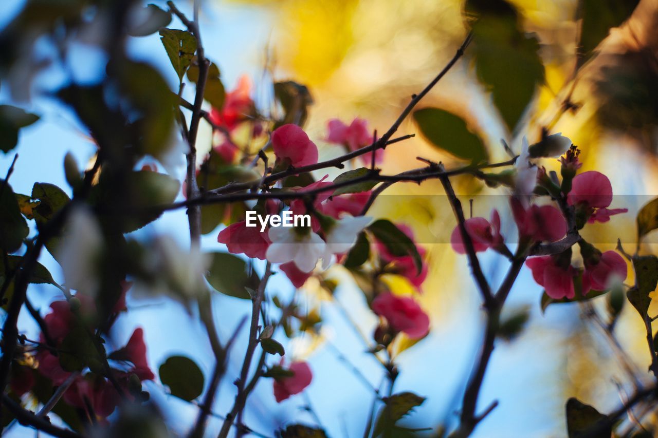 Low angle view of tree against sky