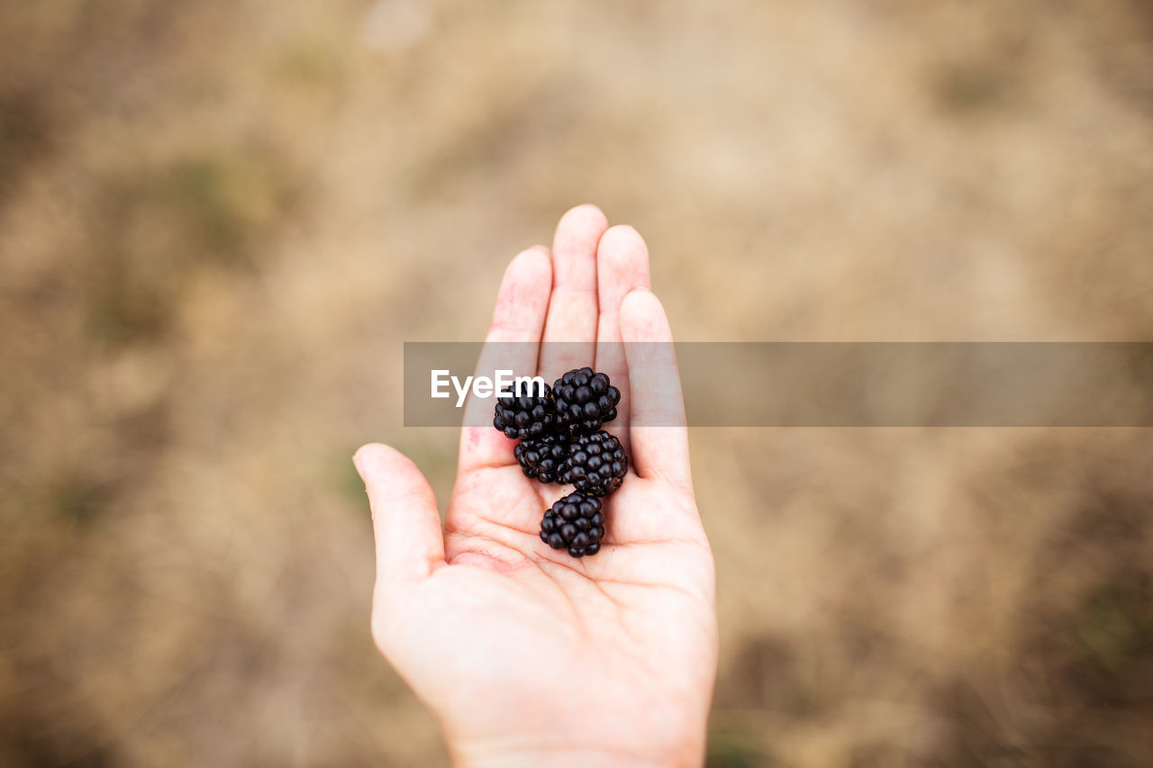 Midsection of person holding fruit