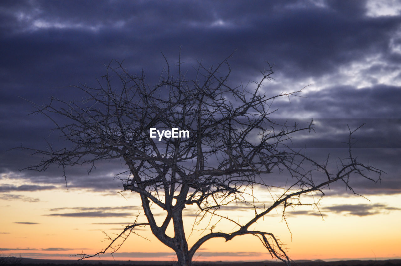 Silhouette of bare tree against cloudy sky