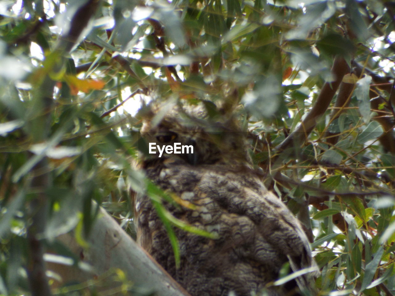 LOW ANGLE VIEW OF CAT ON TREE BRANCH