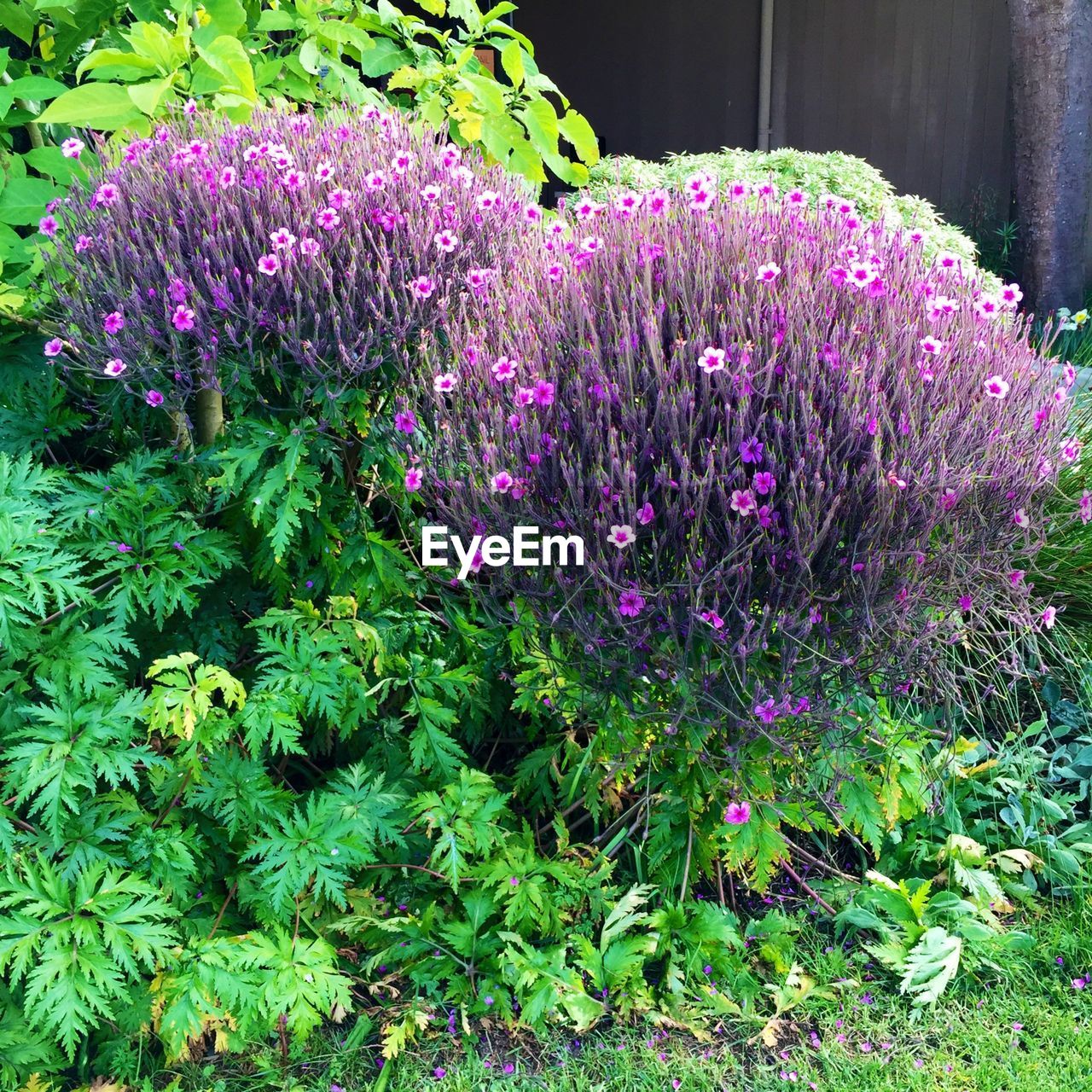 Close-up flowers and leaves