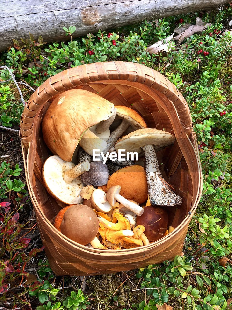 HIGH ANGLE VIEW OF MUSHROOMS IN WICKER BASKET