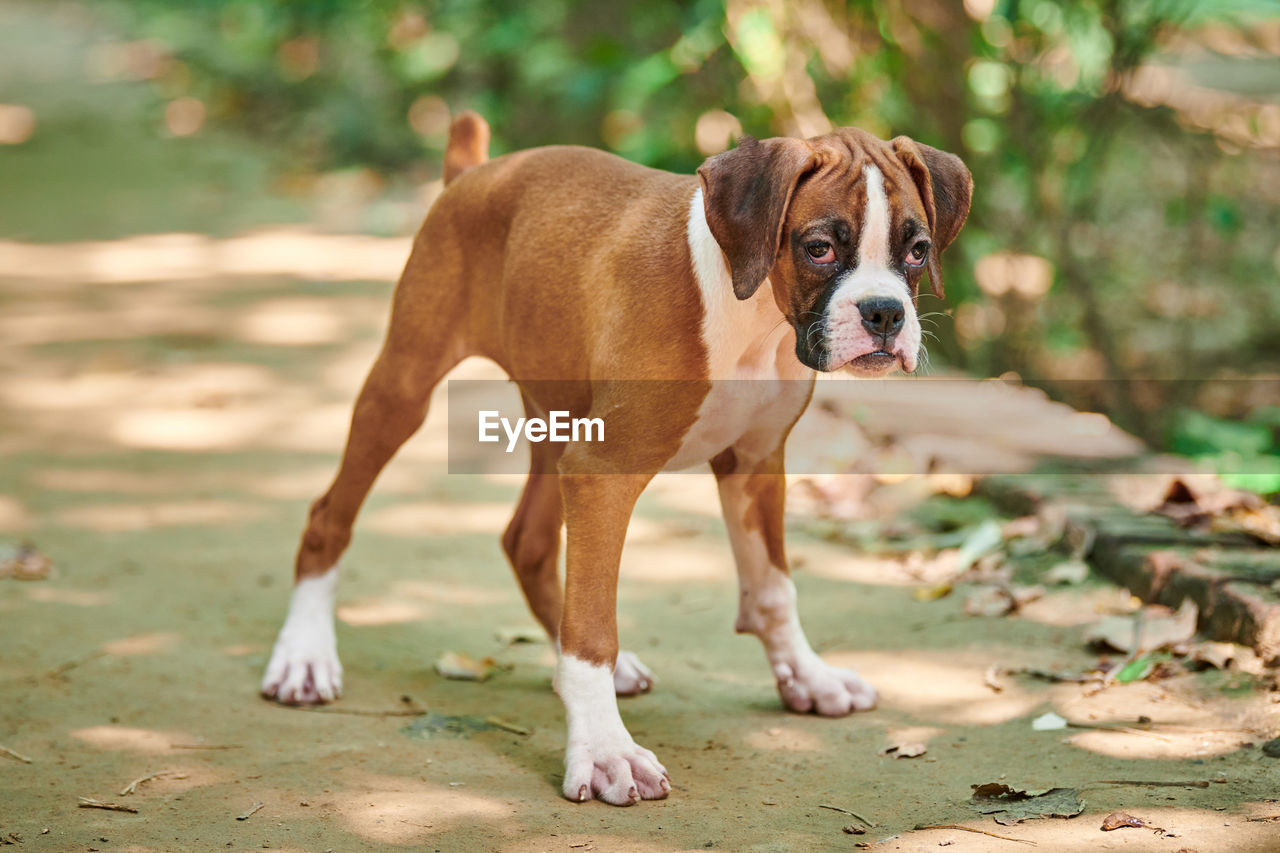 close-up of dog running on field