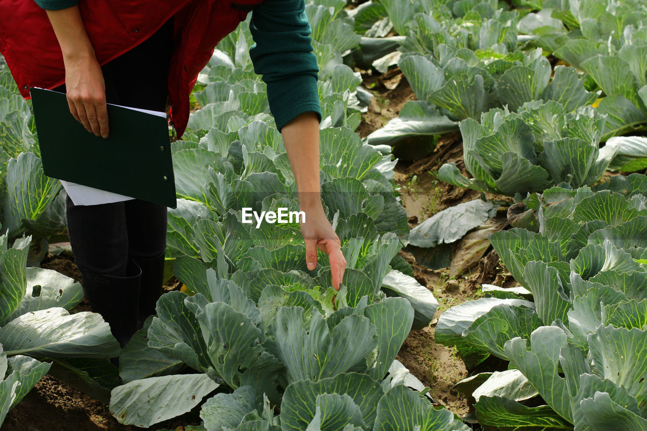 Woman picking cabbage vegetable at field. female farmer working at organic farm. harvesting