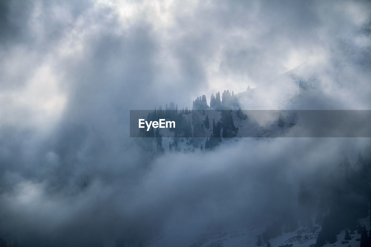 Trees on a mountainside in the snow, surrounded by clouds and fog at sunset, the sun illuminates