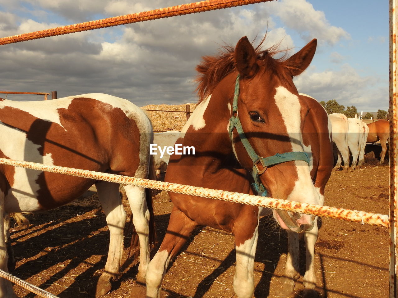 HORSES STANDING IN RANCH