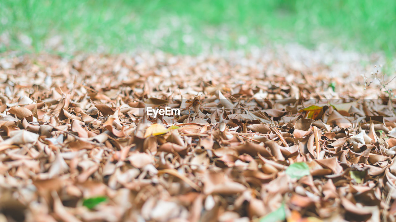 SURFACE LEVEL OF DRY LEAVES FALLEN ON FIELD