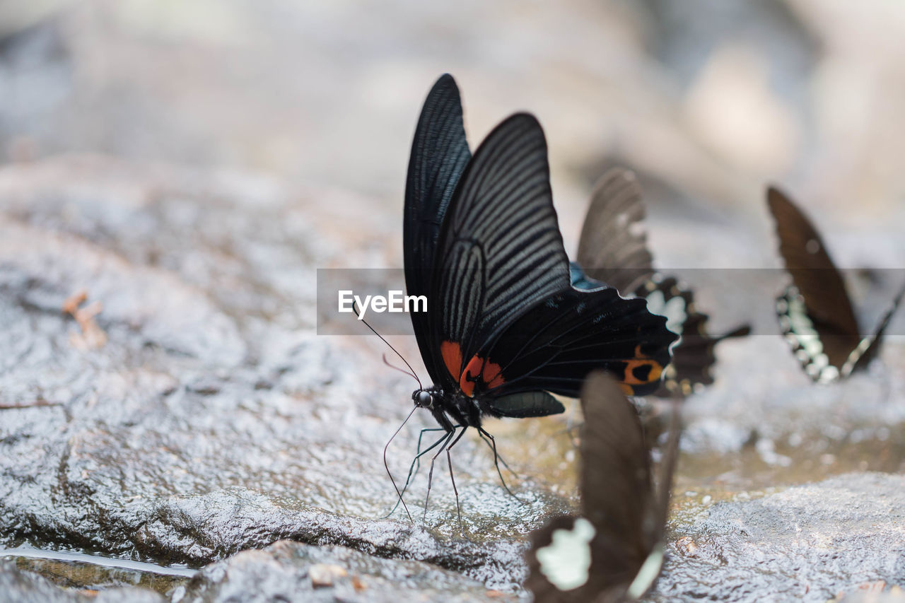 Close-up of butterfly