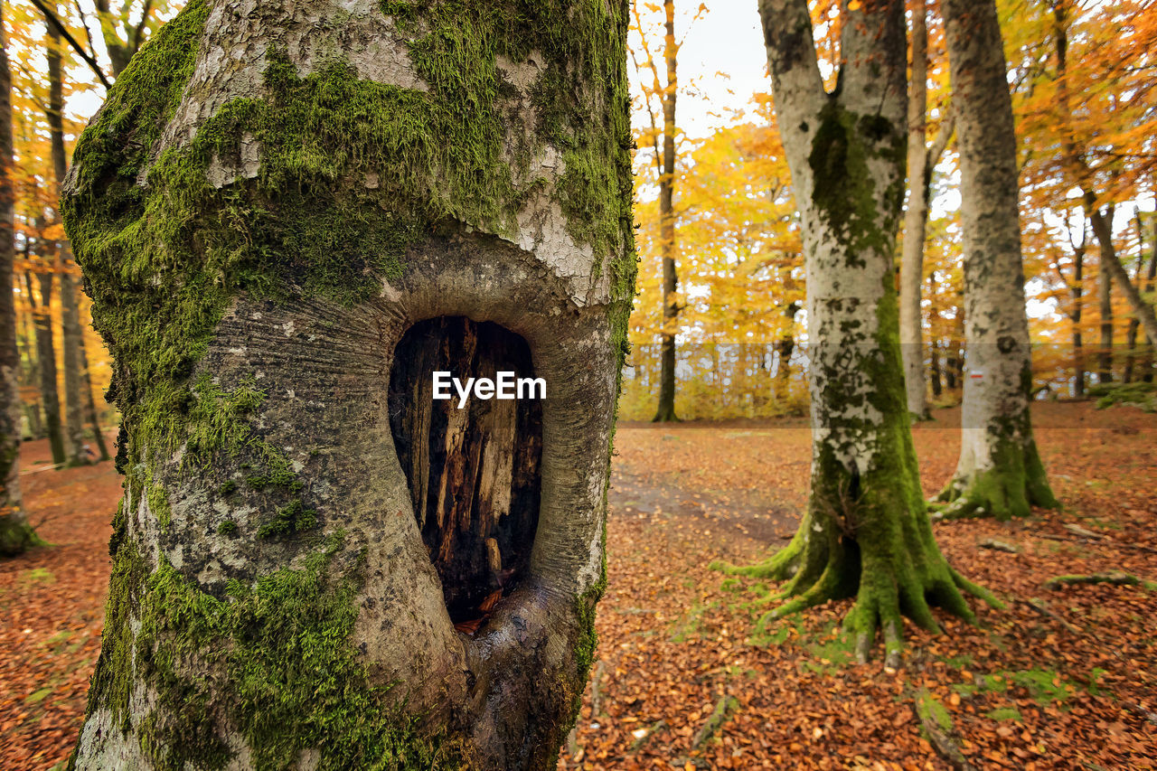 Beech forest in autumn weather, the bare trees and a bed of dry leaves on the ground. 