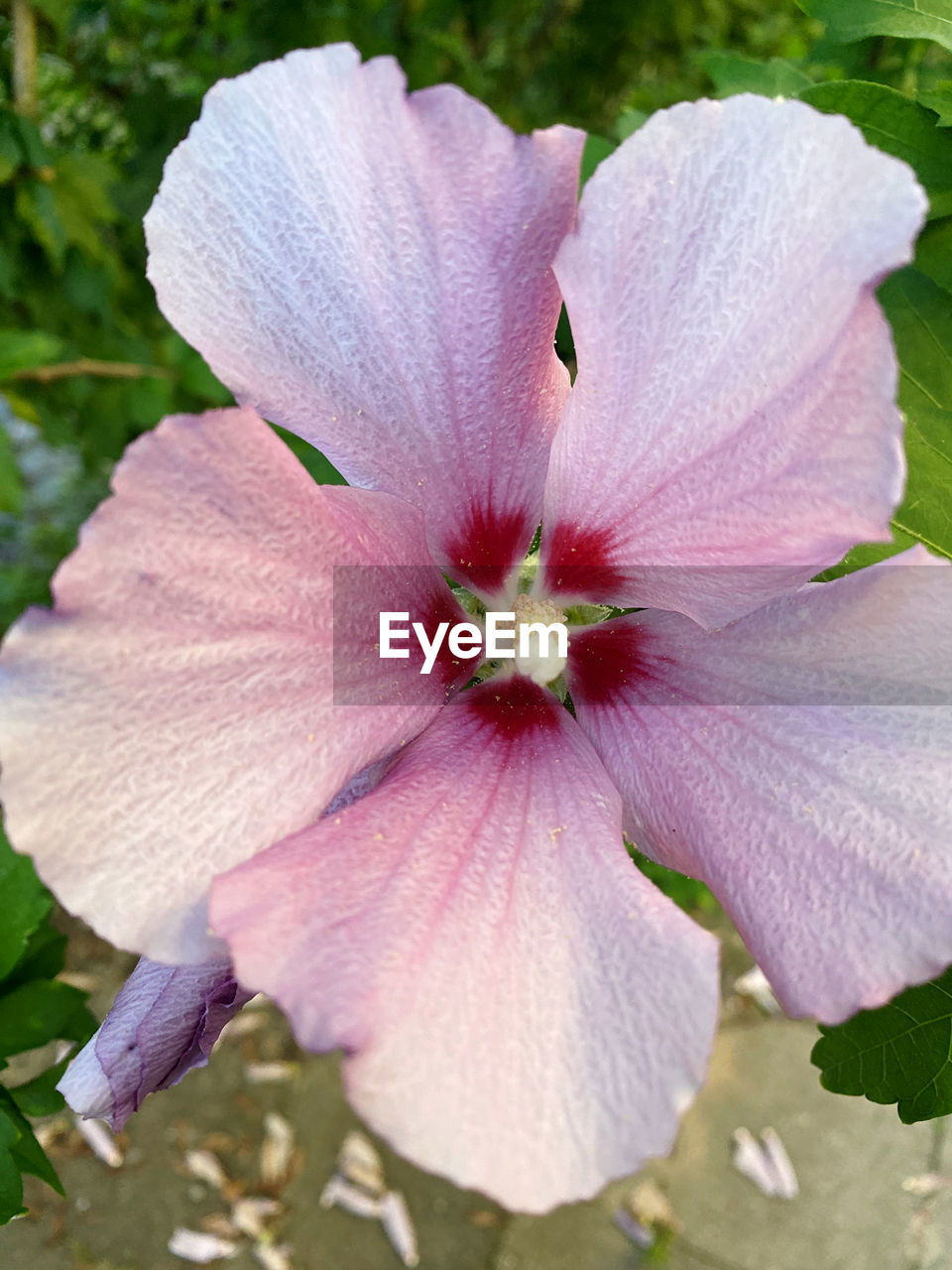 flower, flowering plant, plant, freshness, fragility, beauty in nature, petal, inflorescence, flower head, close-up, growth, pollen, nature, pink, no people, stamen, hibiscus, botany, day, focus on foreground, outdoors, blossom, springtime