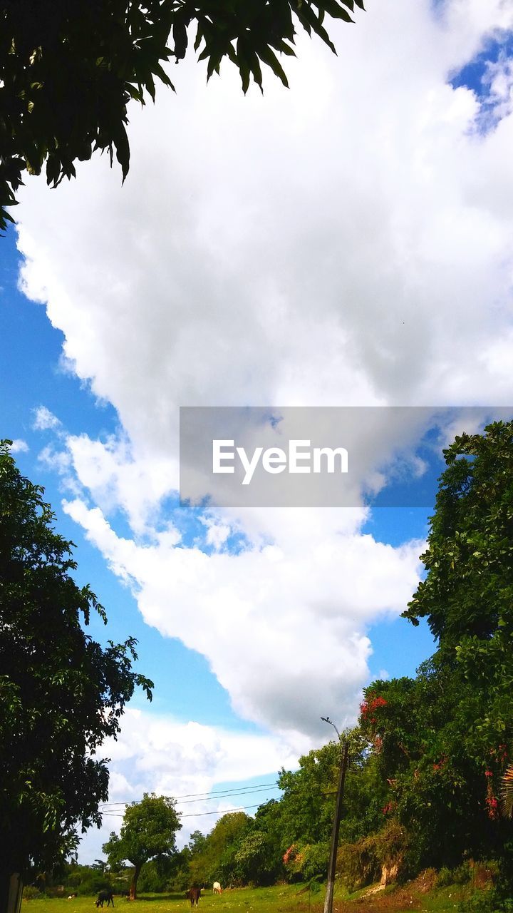 LOW ANGLE VIEW OF TREES AGAINST CLOUDY SKY