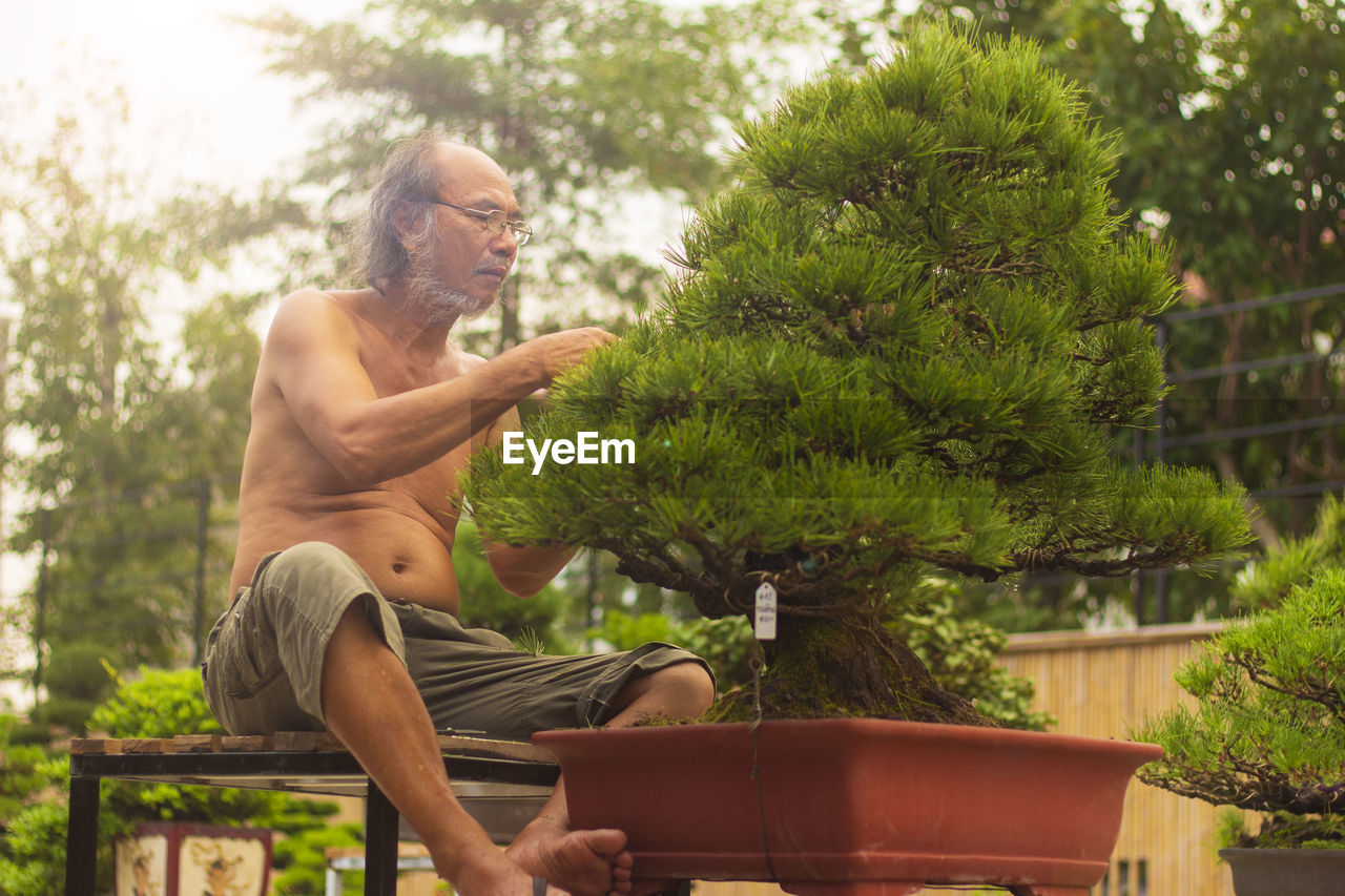 Shirtless man examining bonsai tree