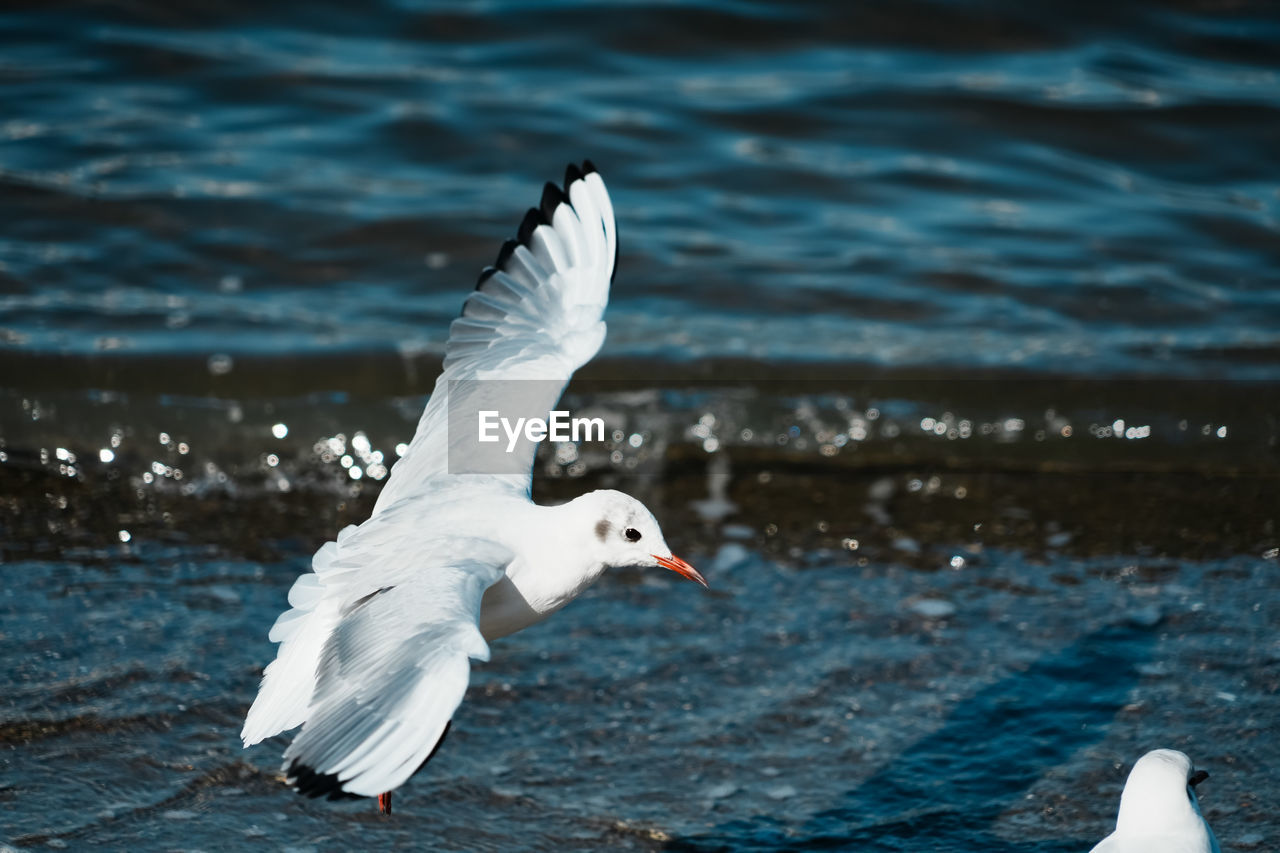 bird, animal themes, animal, wildlife, animal wildlife, flying, water, gull, spread wings, sea, seabird, seagull, beak, nature, group of animals, european herring gull, motion, animal wing, no people, animal body part, focus on foreground, day, two animals, outdoors, white, wing, beauty in nature
