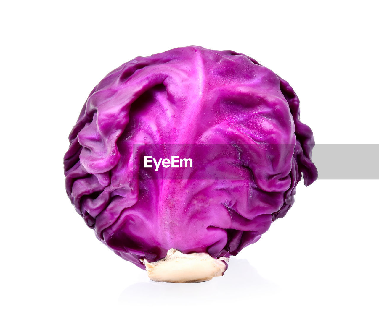 Close-up of purple cabbage over white background