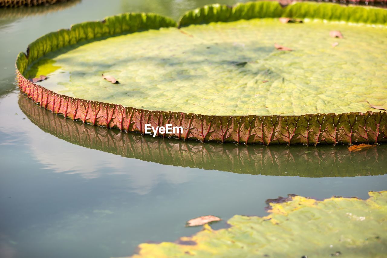 Close-up of lily pad floating in lake