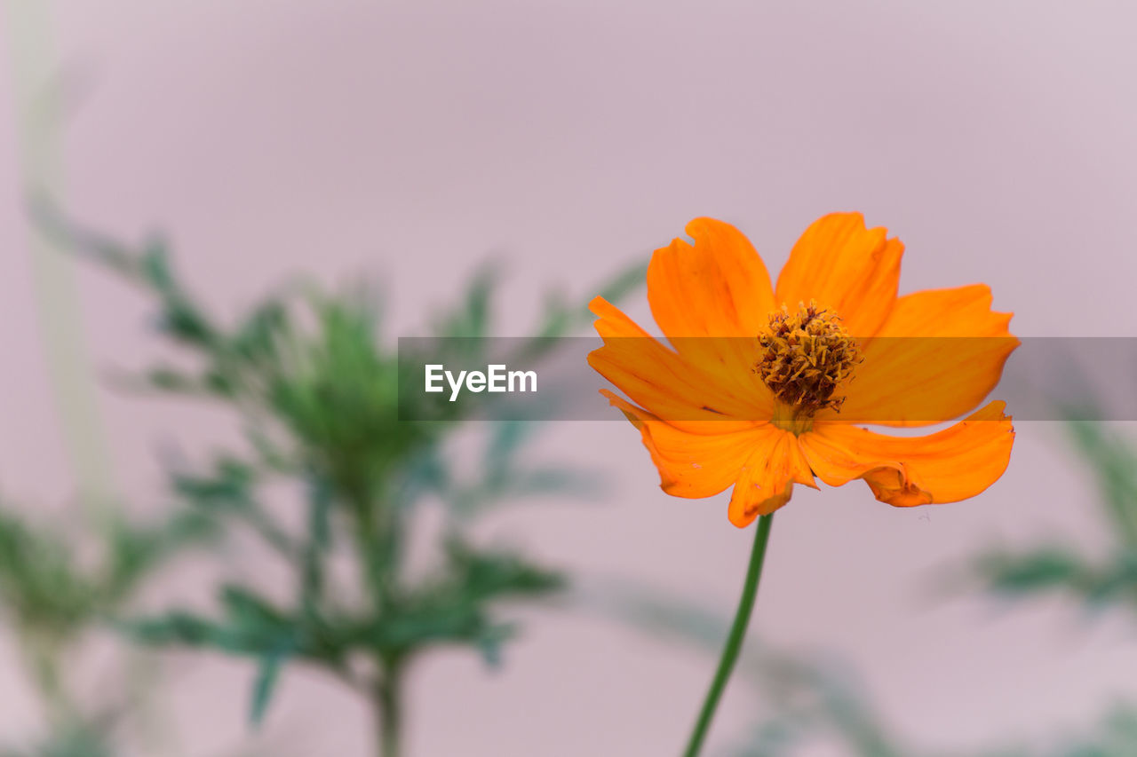 Close-up of orange cosmos flower