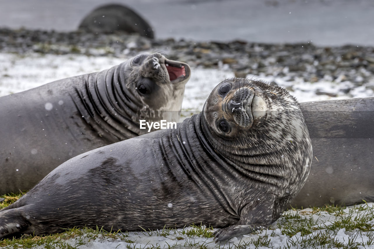 Elephant seal on beach