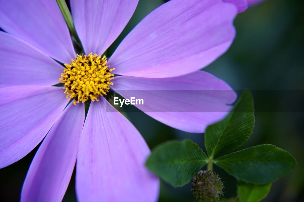 Close-up of pink and purple flower