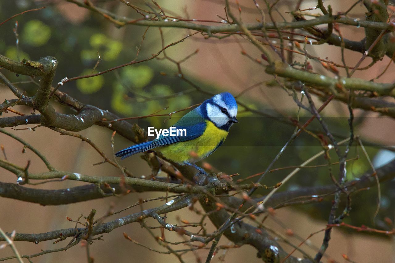 Close up of a blue tit