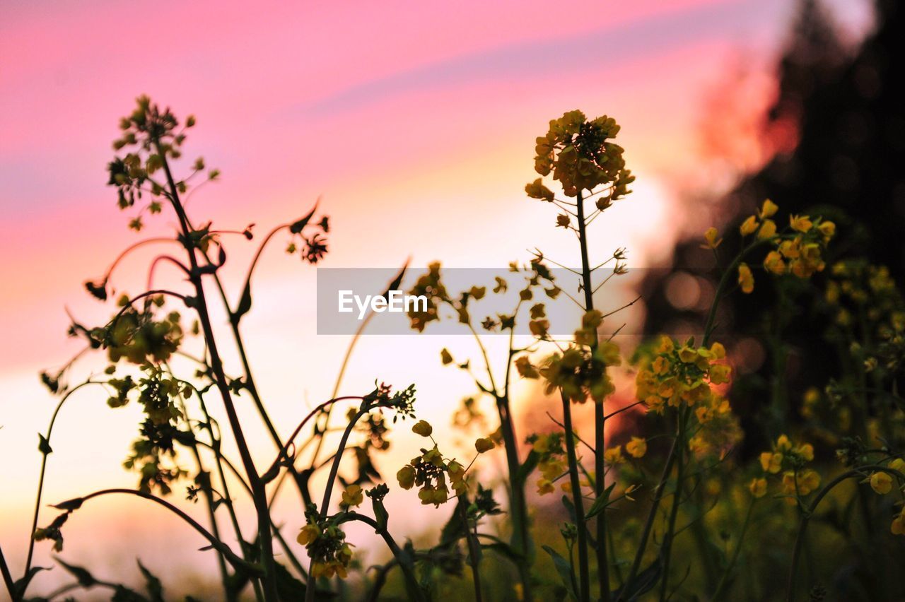 Close-up of oilseed rape plants