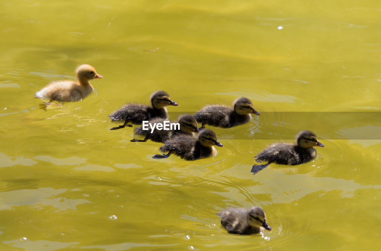 High angle view of ducklings swimming on lake during sunny day