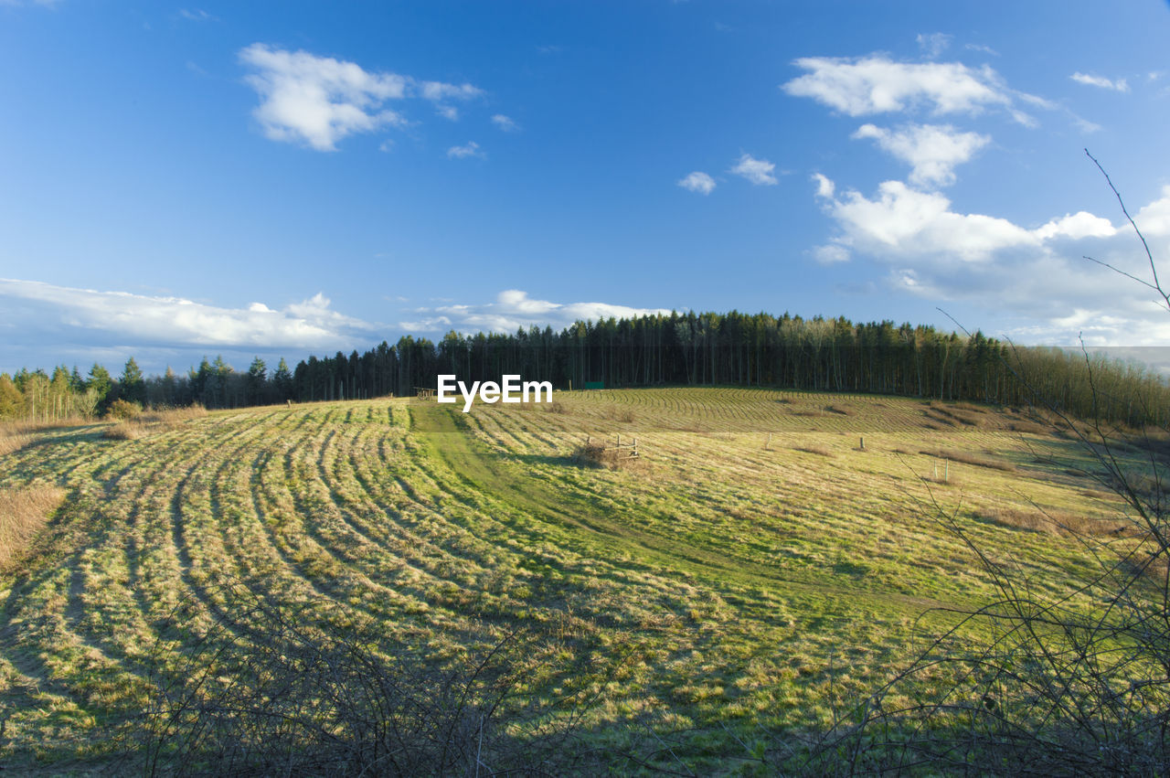 Scenic view of agricultural field against sky