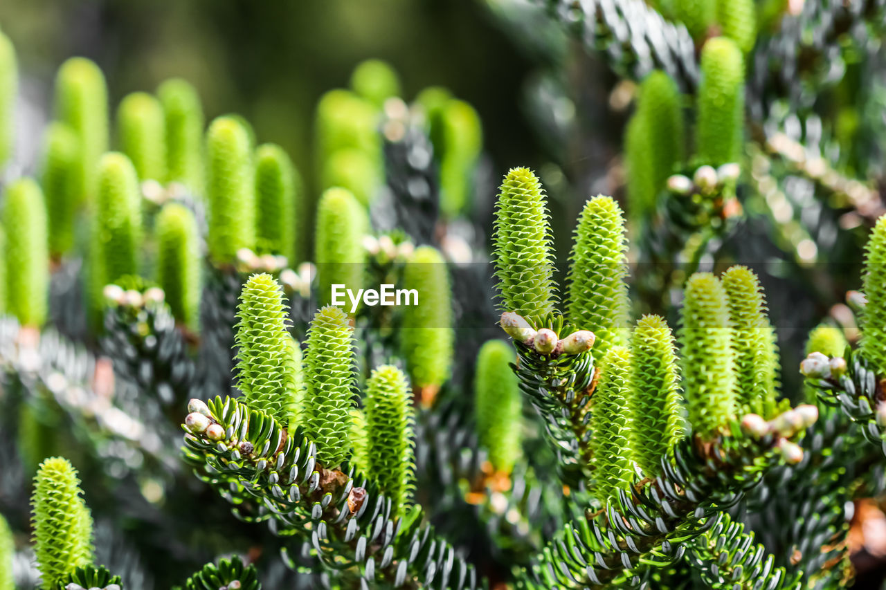 close-up of plants