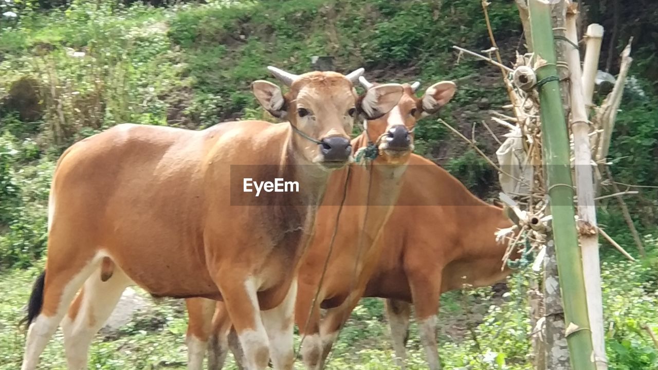 COW STANDING ON FIELD AGAINST TREES