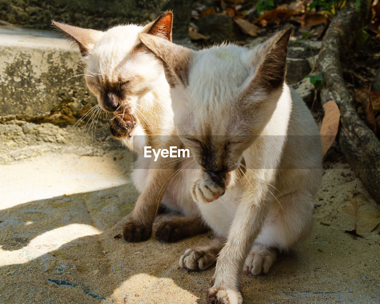 VIEW OF A CAT LYING DOWN