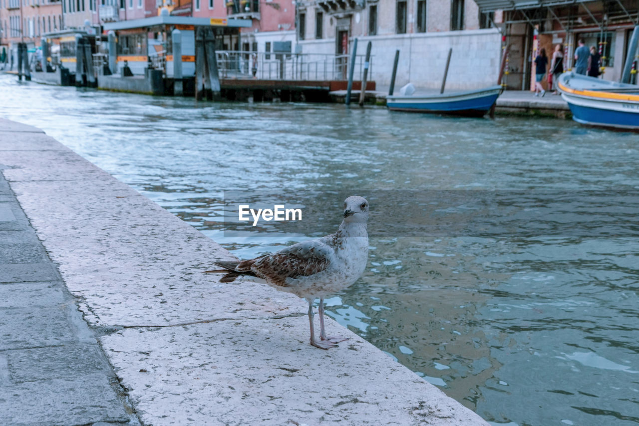 SEAGULL ON A BOAT