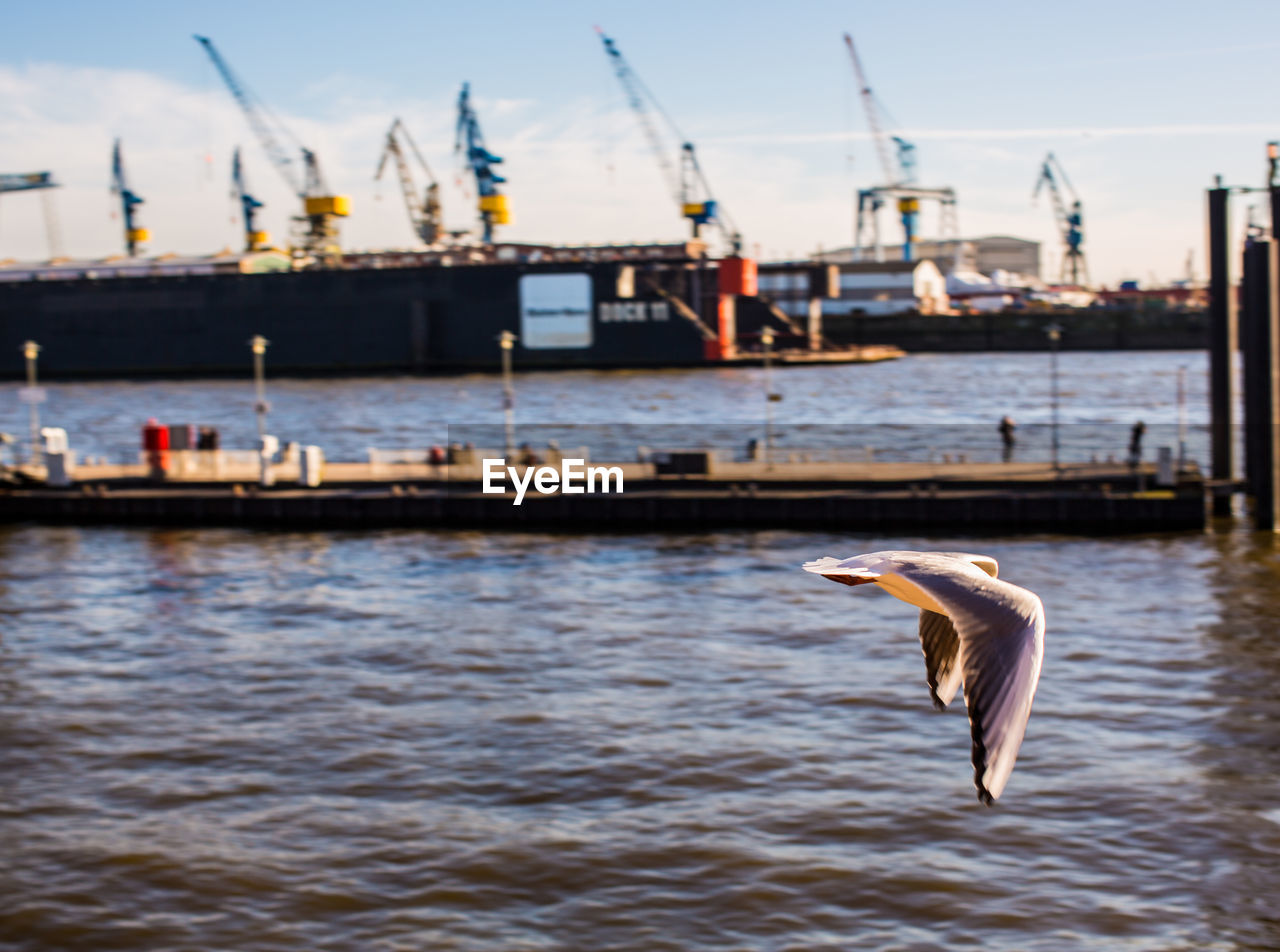 Bird flying over lake against cranes at harbor