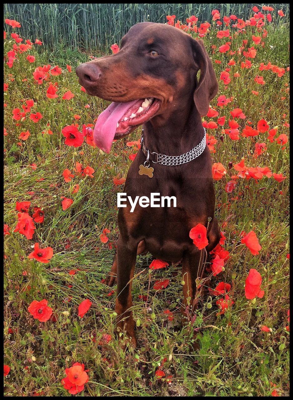 PORTRAIT OF DOG SITTING ON GROUND